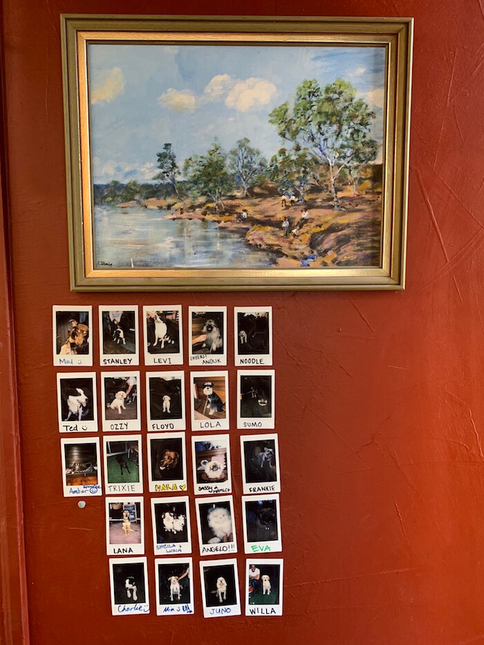 a vintage painting above polaroids of dogs that have been at Bark bar subiaco on a red wall