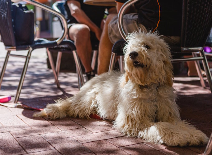 a dog at Brew-Ha, one of the dog friendly cafes in Subiaco