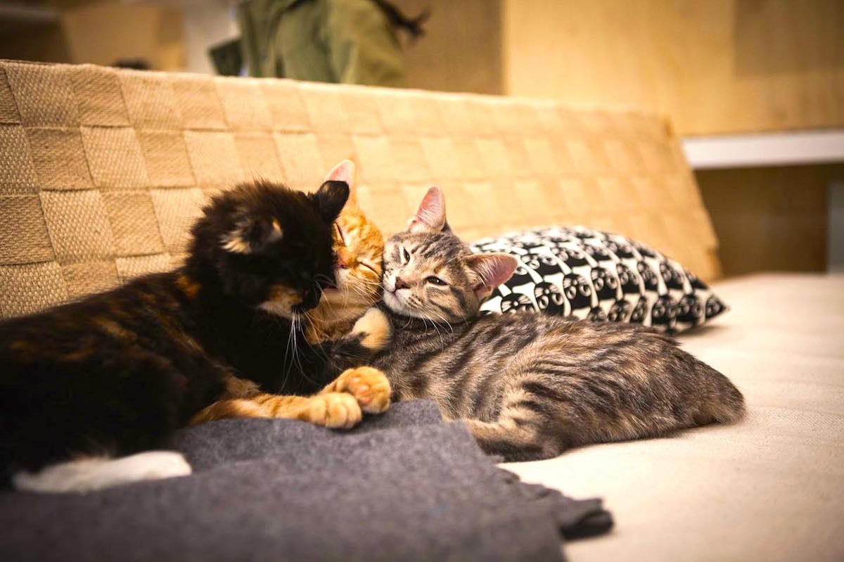 three kittens cuddling at the Cat Cafe Subiaco