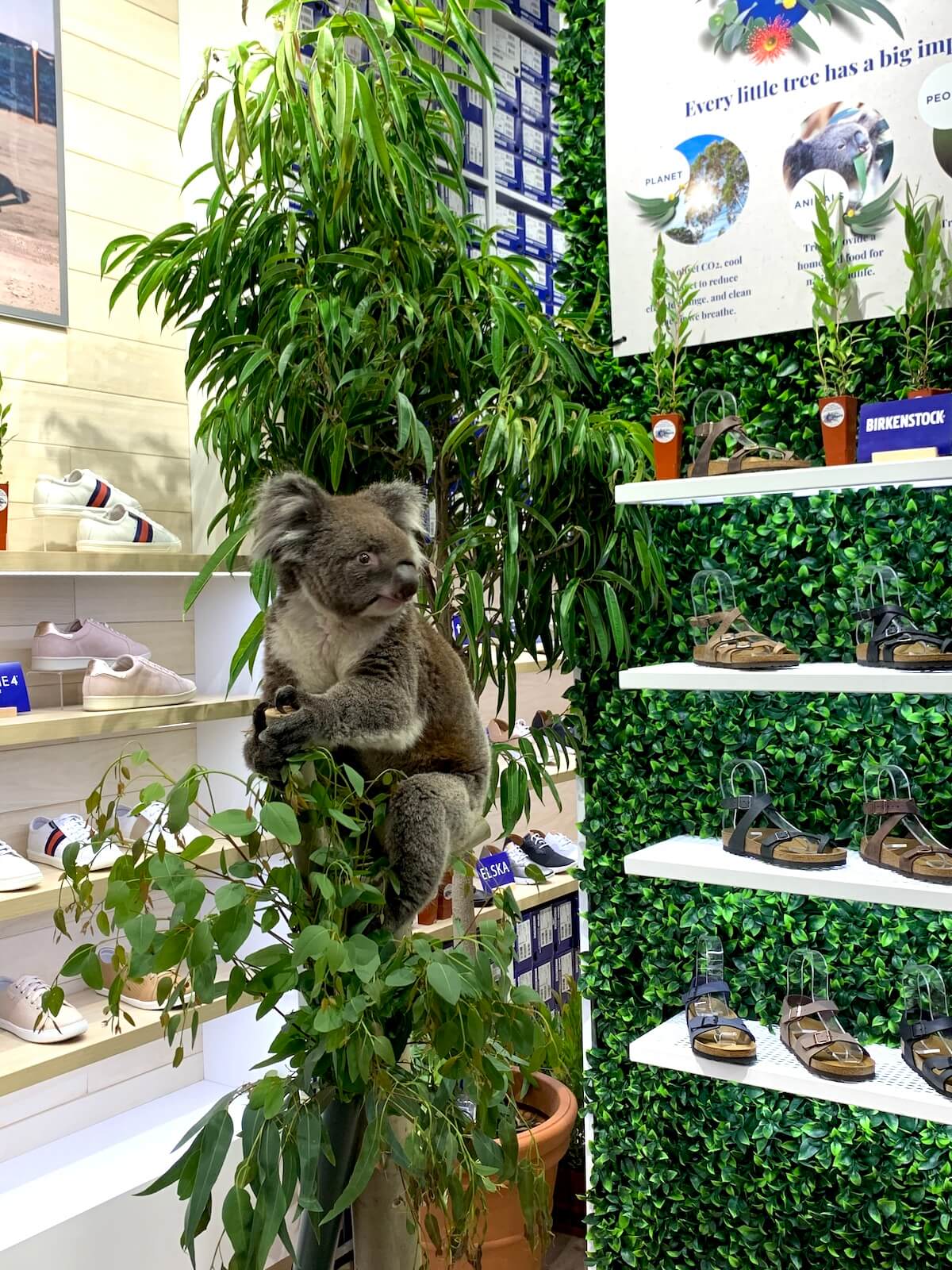 Koala at Bstore